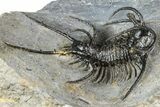 Spiny Ceratarges Trilobite With Gerastos - Zireg, Morocco #363016-3